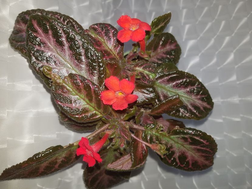  - Episcia 2020