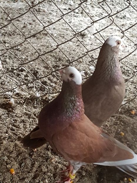  - Jucători de Baska