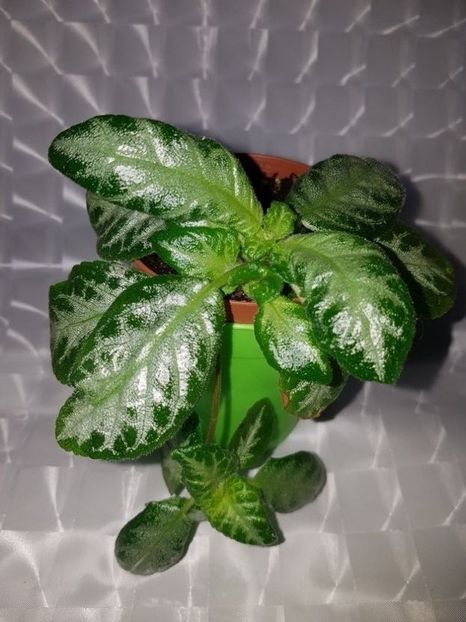  - Episcia 2020