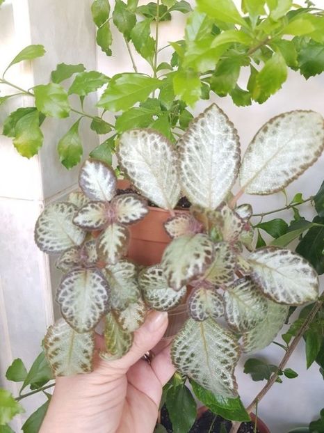  - Episcia 2020