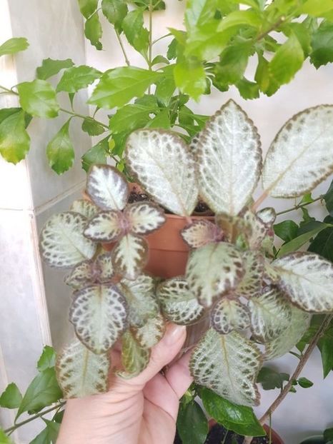  - Episcia 2020