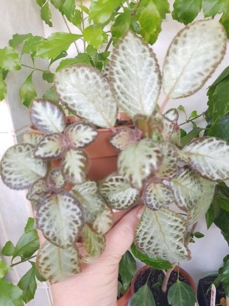  - Episcia 2020