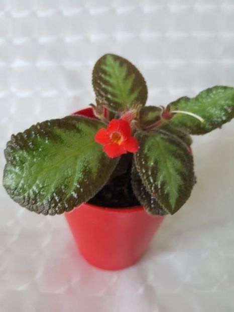  - Episcia 2020