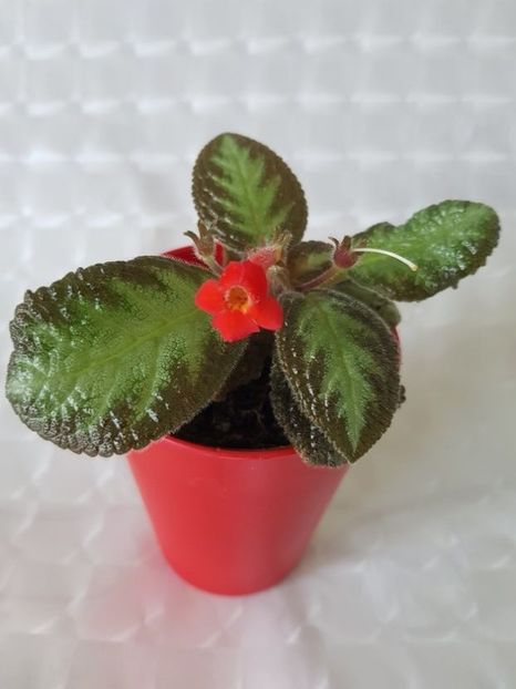  - Episcia 2020
