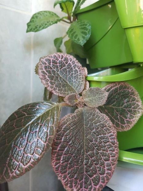  - Episcia 2020