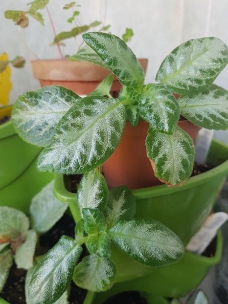  - Episcia 2020