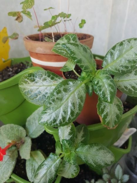  - Episcia 2020