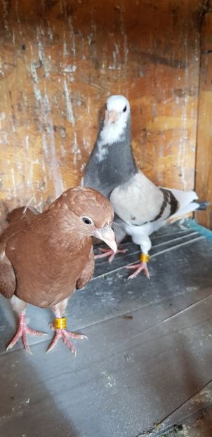  - Rolleri de Birmingam 2021