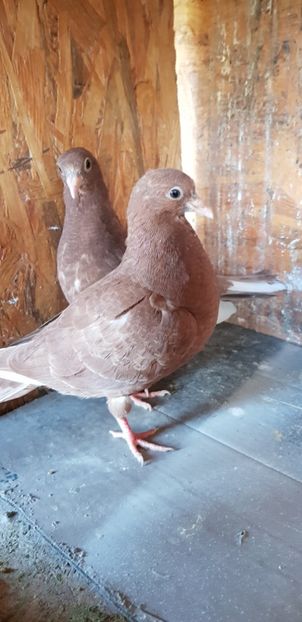 Puii rolleri de Birmingam - Rolleri de Birmingam 2021