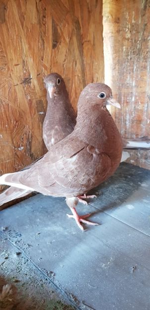 Puii rolleri de Birmingam - Rolleri de Birmingam 2021