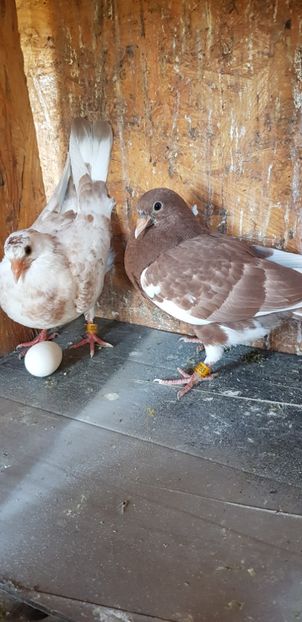 20200420_133115(0) - Rolleri de Birmingam 2021