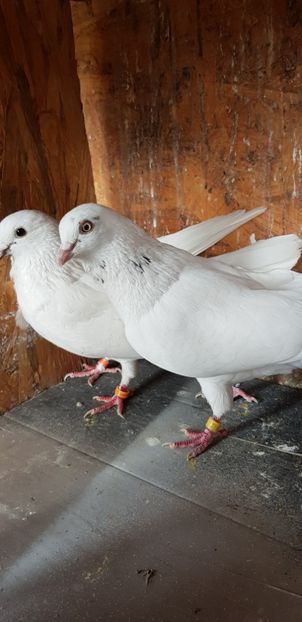  - Rolleri de Birmingam 2021