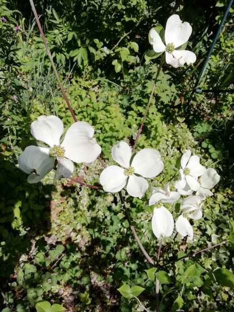 Cornus florida "Cloud Nine" - Grădina 2020 continuare 1