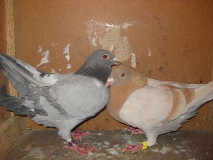  - UNDEVA IN SUCEAVA arhiva