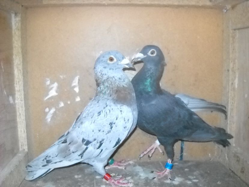  - UNDEVA IN SUCEAVA arhiva