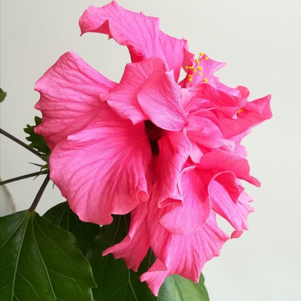 Classic Pink - Hibiscus 2020
