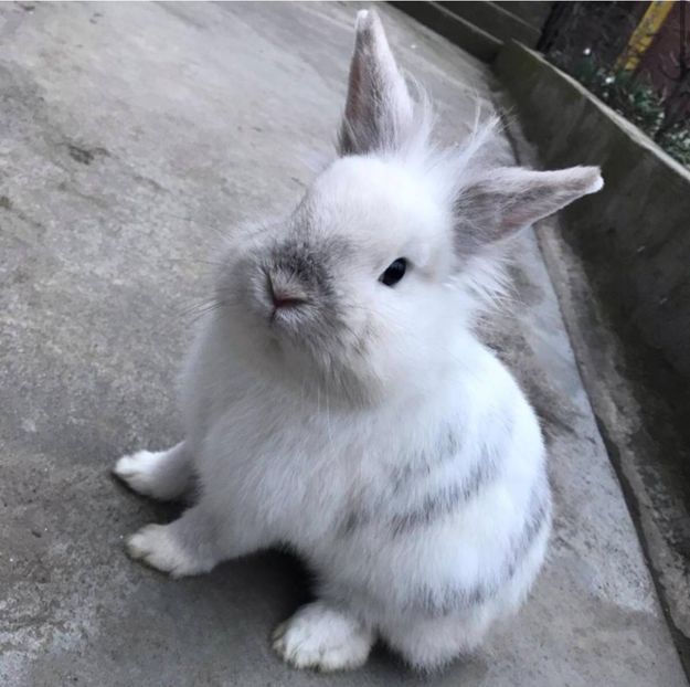 IMG-20200428-WA0032 - Jucarii din 2020