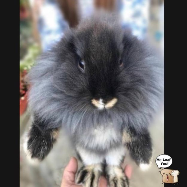 IMG-20200428-WA0034 - Jucarii din 2020