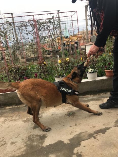 IMG-20200419-WA0002 - Jucarii din 2020