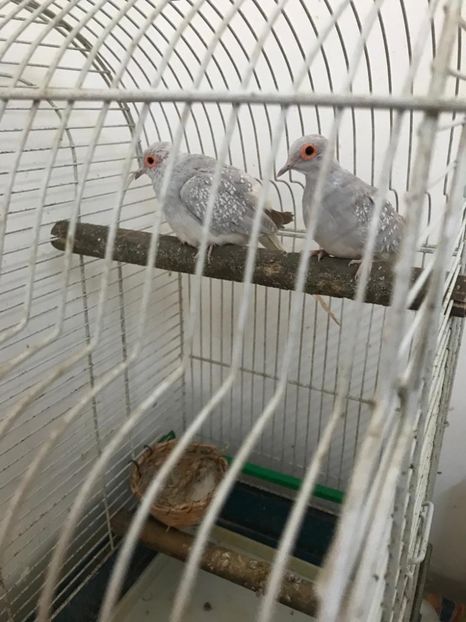 IMG-20200428-WA0019 - Jucarii din 2020