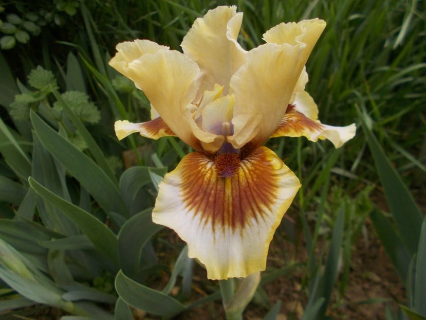 ZING ME - Irisi -2020 Barbata Elatior si intermedia