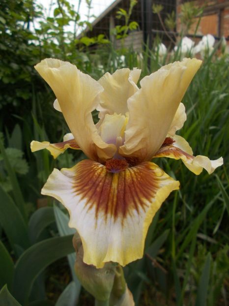  - Irisi -2020 Barbata Elatior si intermedia