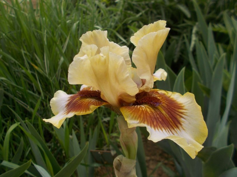  - Irisi -2020 Barbata Elatior si intermedia