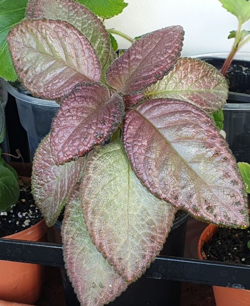 Malaisyan Gem - Episcia 2020