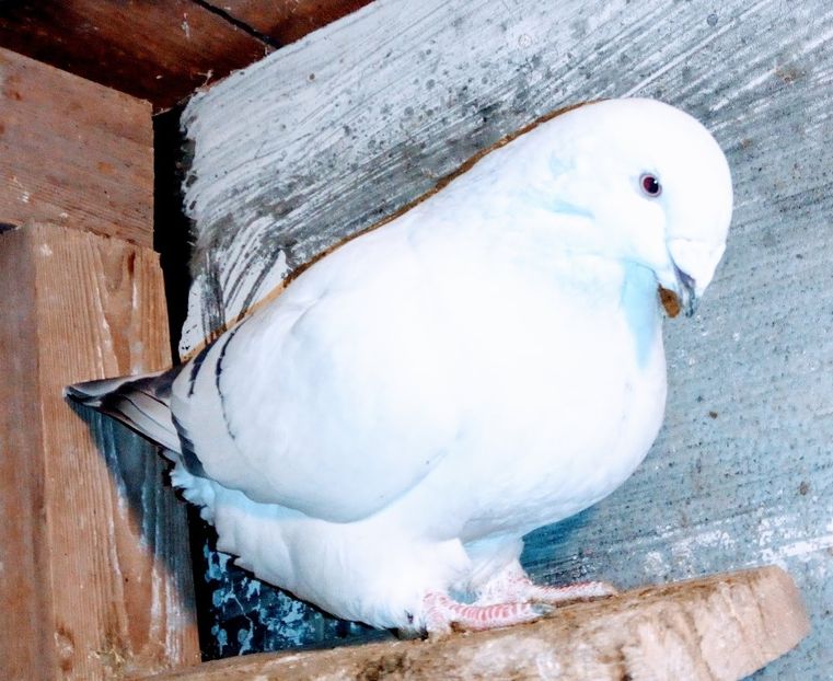  - - A - A - A - A- W A R N I N G !