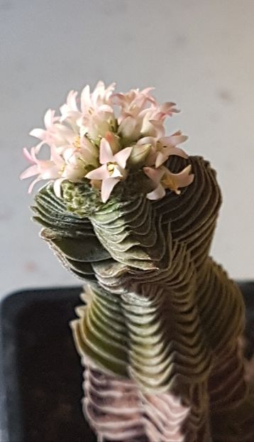 Crassula Buddha's Temple - Crassula