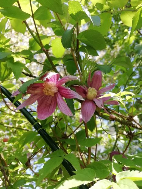  - Grădina 2020 continuare 1