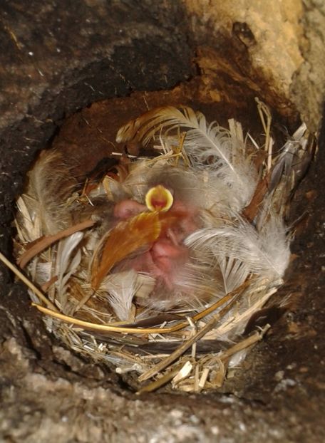  - AAAAAA_CUIB GRAURI 2018_2019_2020_2022_2023