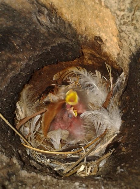  - AAAAAA_CUIB GRAURI 2018_2019_2020_2022_2023