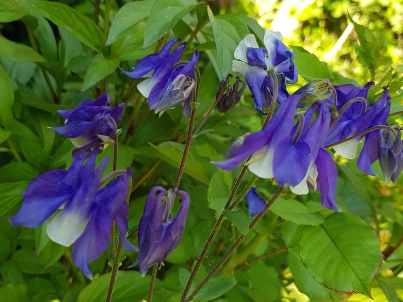  - Caldaruse 2020-2023