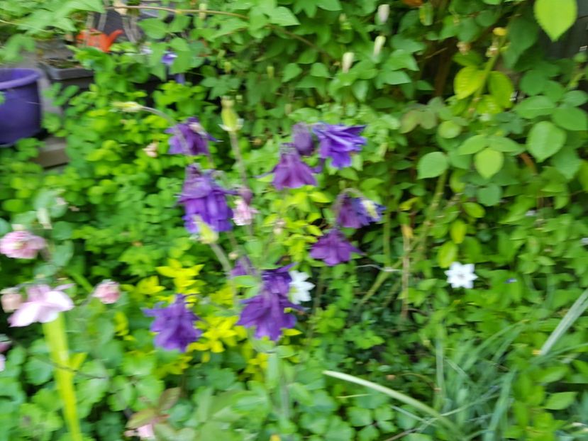  - Caldaruse 2020-2023