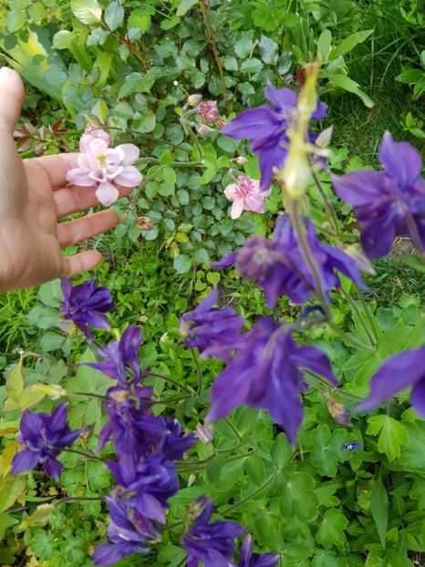  - Caldaruse 2020-2023