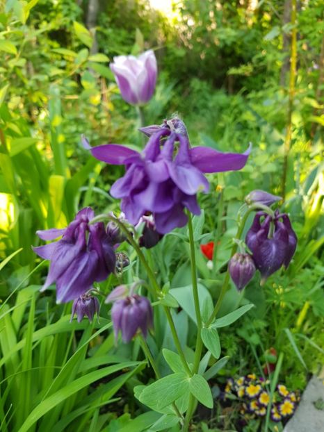  - Caldaruse 2020-2023