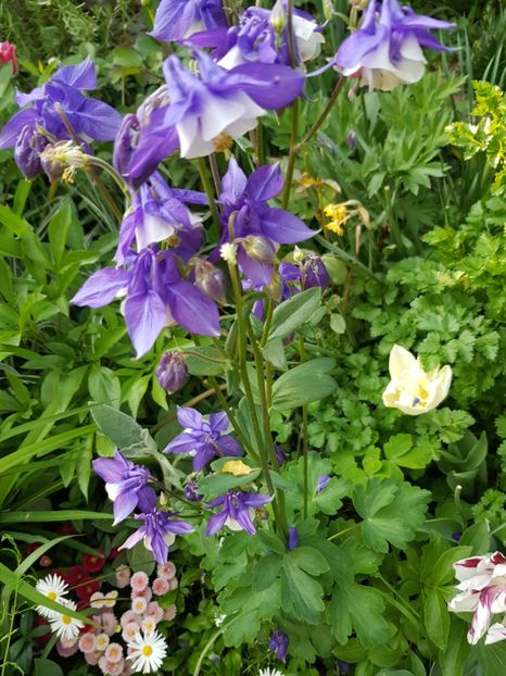  - Caldaruse 2020-2023