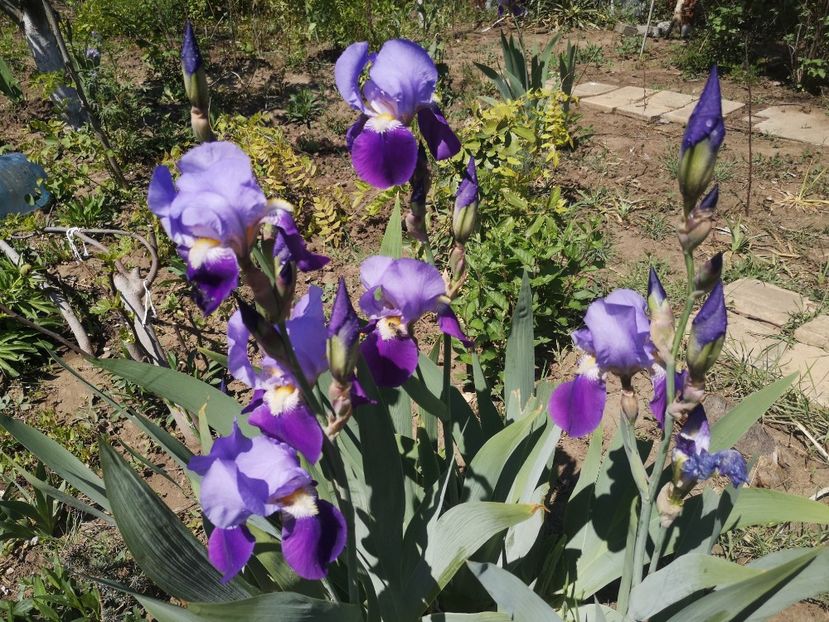 bluebird wine - irisi 2020