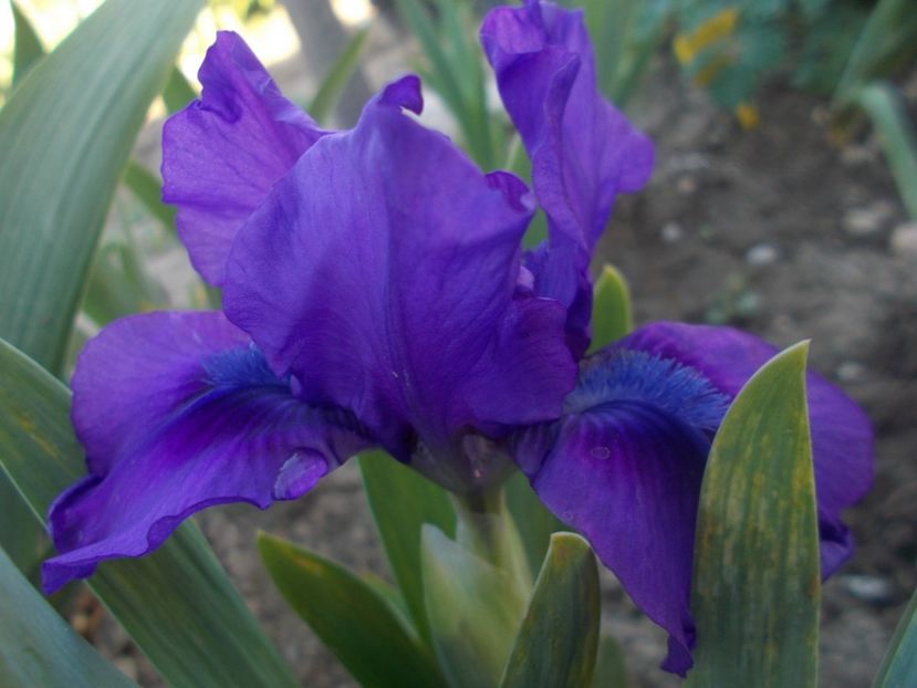 FLOWER SHOWER - IRISI PITICI DISPONIBILI 2022