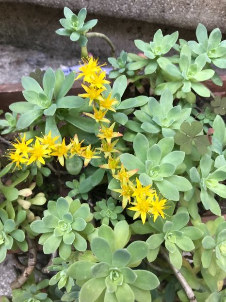 Sedum Palmeri - Suculente
