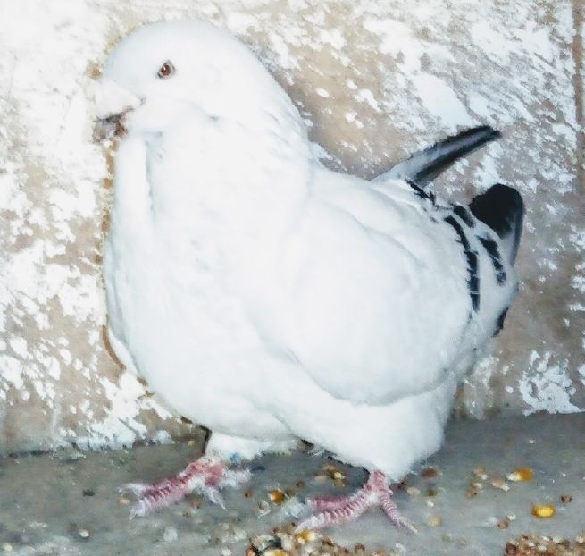  - - A - A - A - A- W A R N I N G !