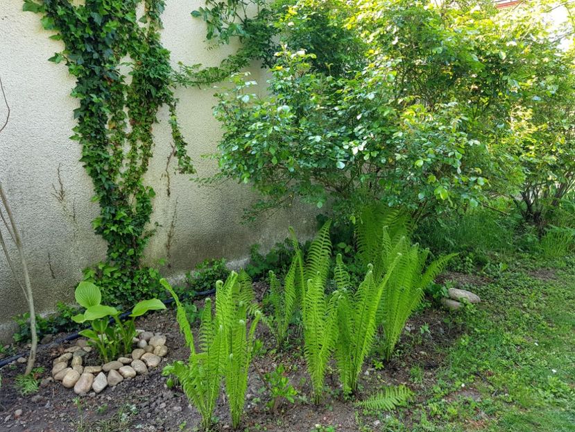  - 2020 Mart-Apr_Idilic garden