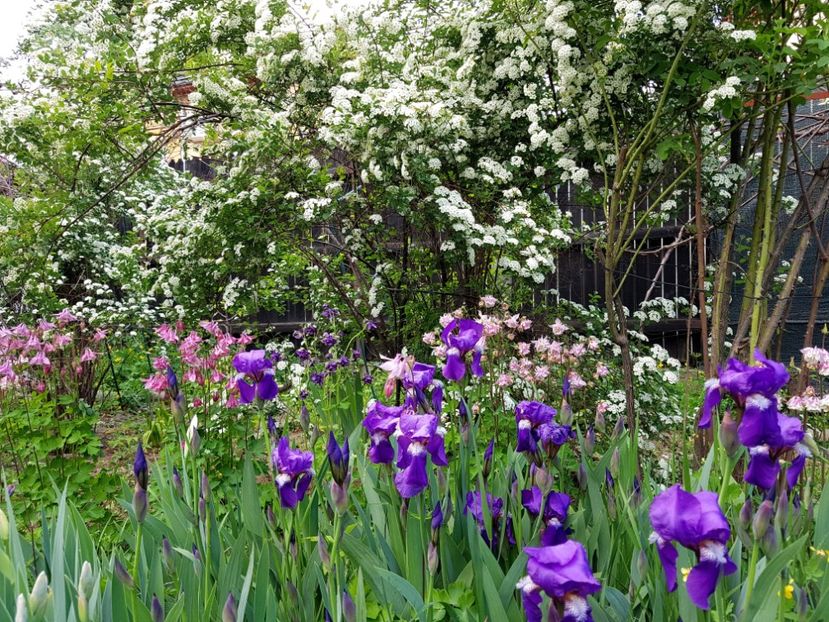  - 2020 Mart-Apr_Idilic garden