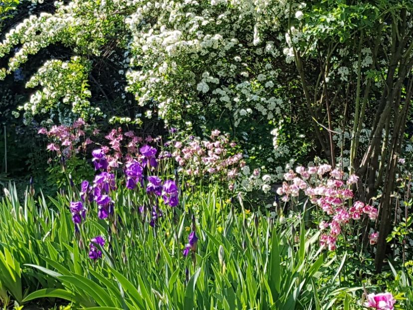  - 2020 Mart-Apr_Idilic garden