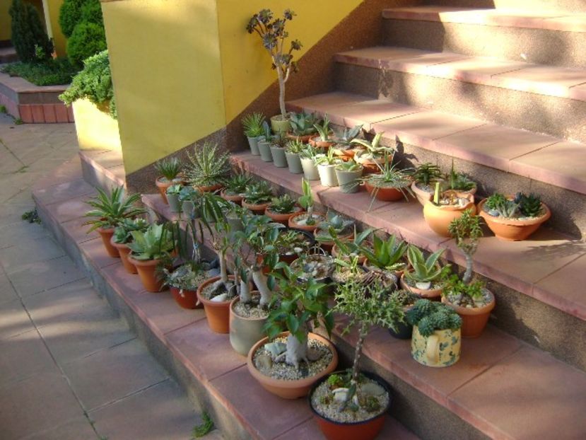 27 apr. - Toate suculentele afara la aer - Agave - Yucca si Dracaena 2020