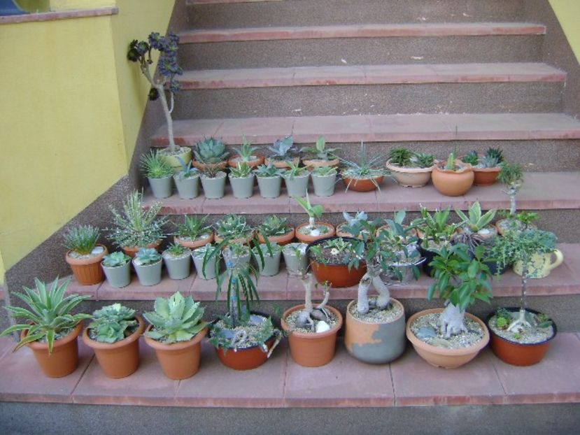 27 apr. - Toate suculentele afara la aer - Agave - Yucca si Dracaena 2020