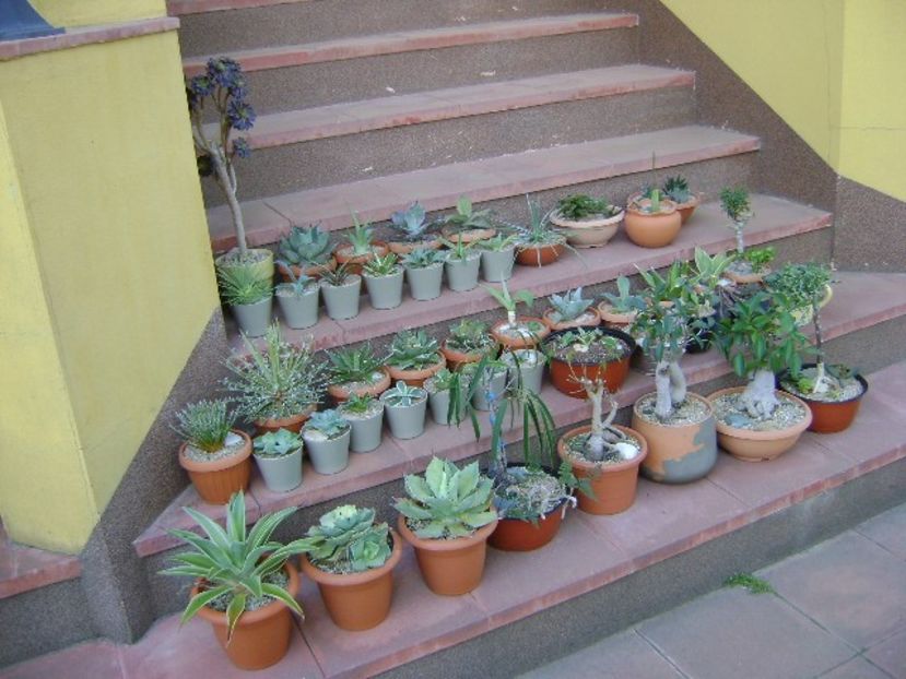 27 apr. - Toate suculentele afara la aer - Agave - Yucca si Dracaena 2020
