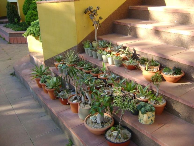 27 apr. - Inceput de sezon afara la soare pentru suculente - Suculente 2020