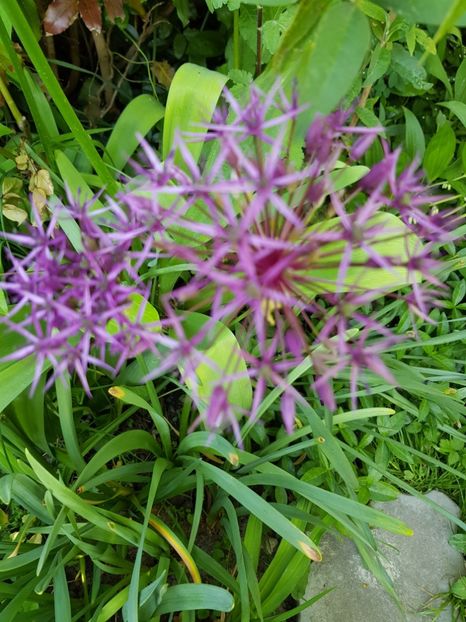  - Allium 2020 21 22